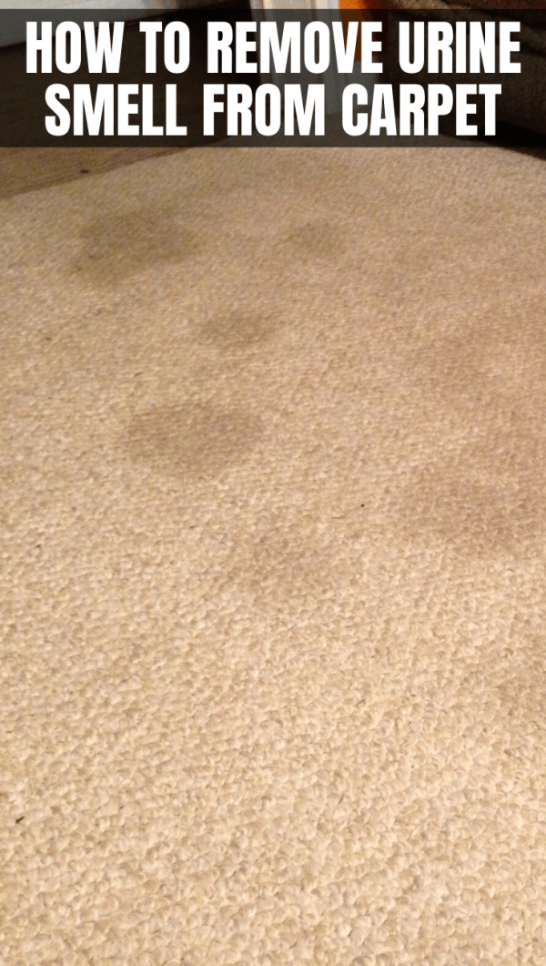 How to Remove Urine Smell from Carpet Simple and Easily