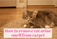 How to remove cat urine smell from carpet