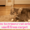 How to remove cat urine smell from carpet