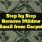 Step by Step Remove Mildew Smell from Carpet