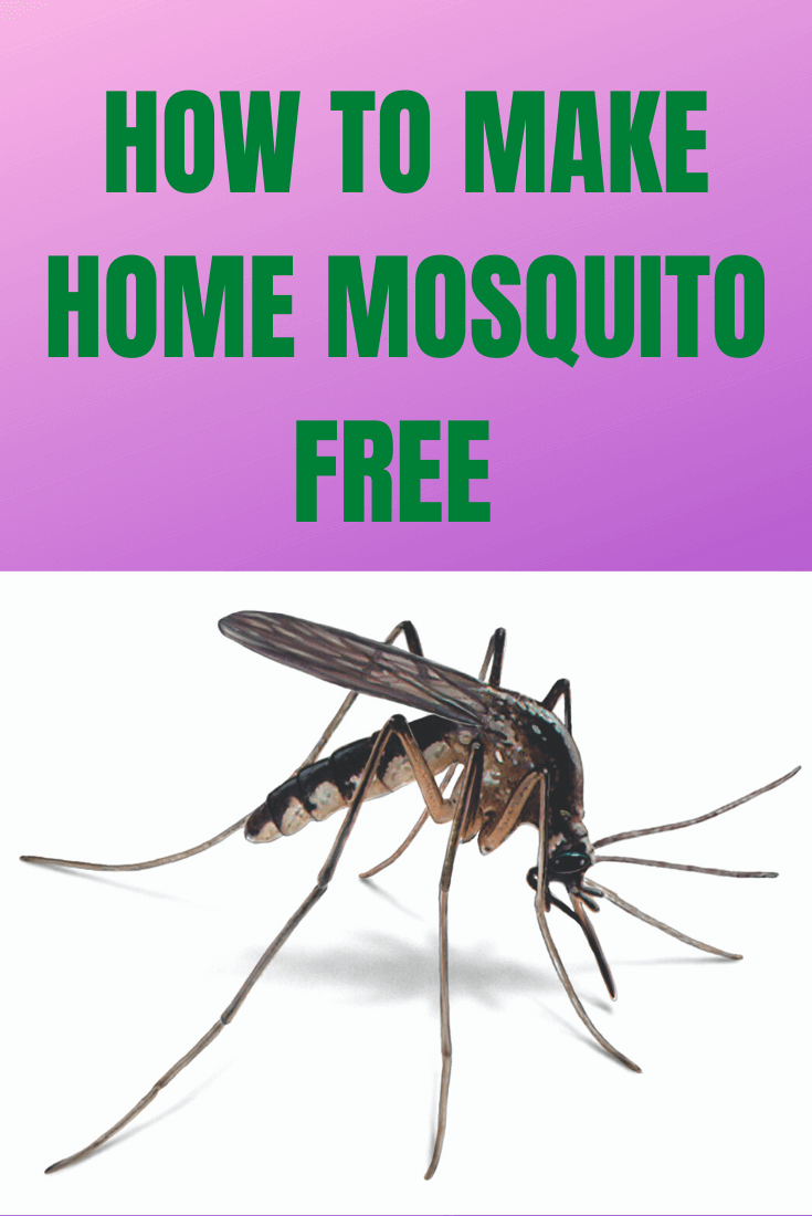 HOW TO MAKE HOME MOSQUITO FREE