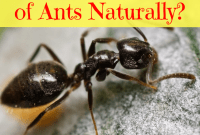 How to Get Rid of Ants Naturally How to Get Rid of Ants Naturally