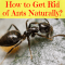 How to Get Rid of Ants Naturally