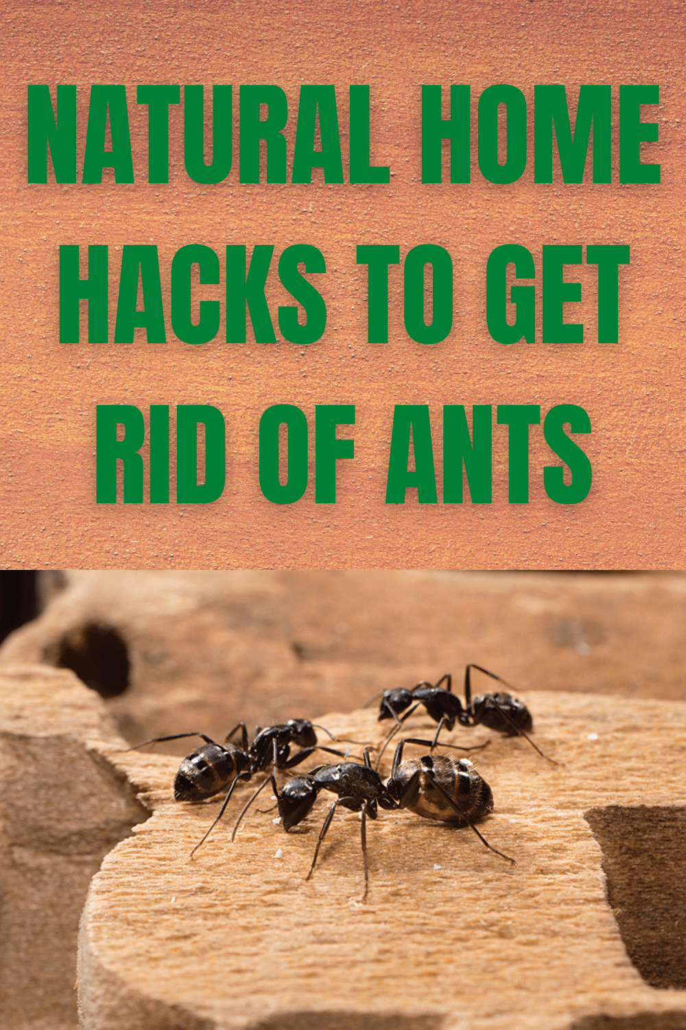 NATURAL HOME HACKS TO GET RID OF ANTS