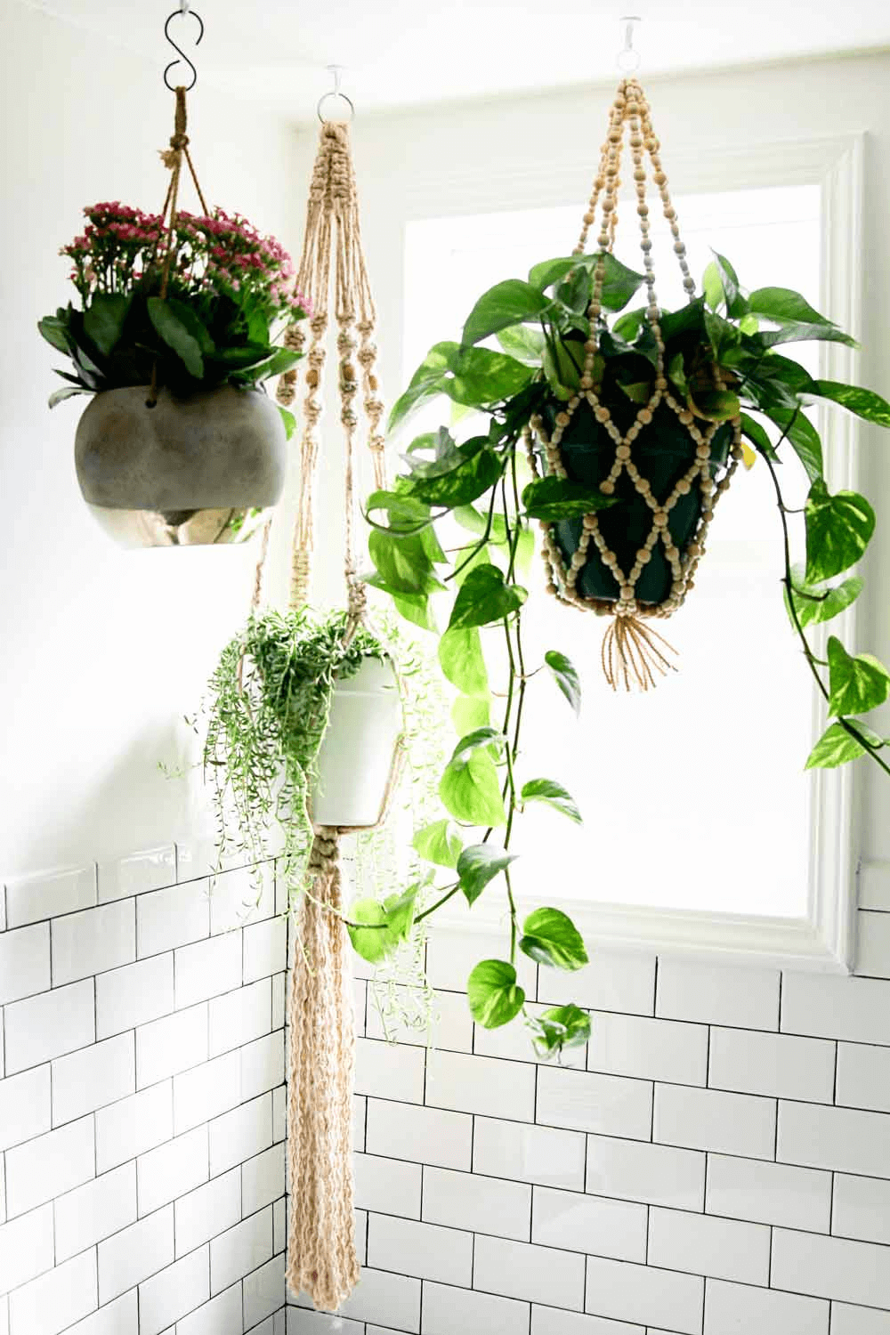 Hanging plant bathroom small spaces