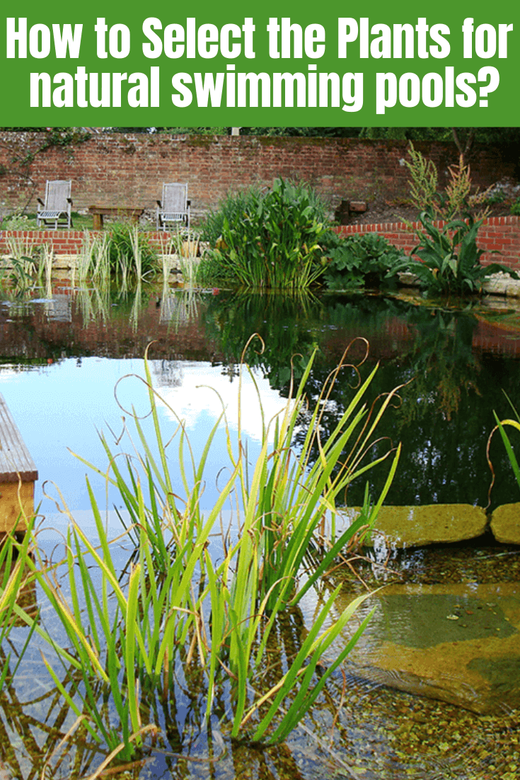 How to Select the Plants for natural swimming pools